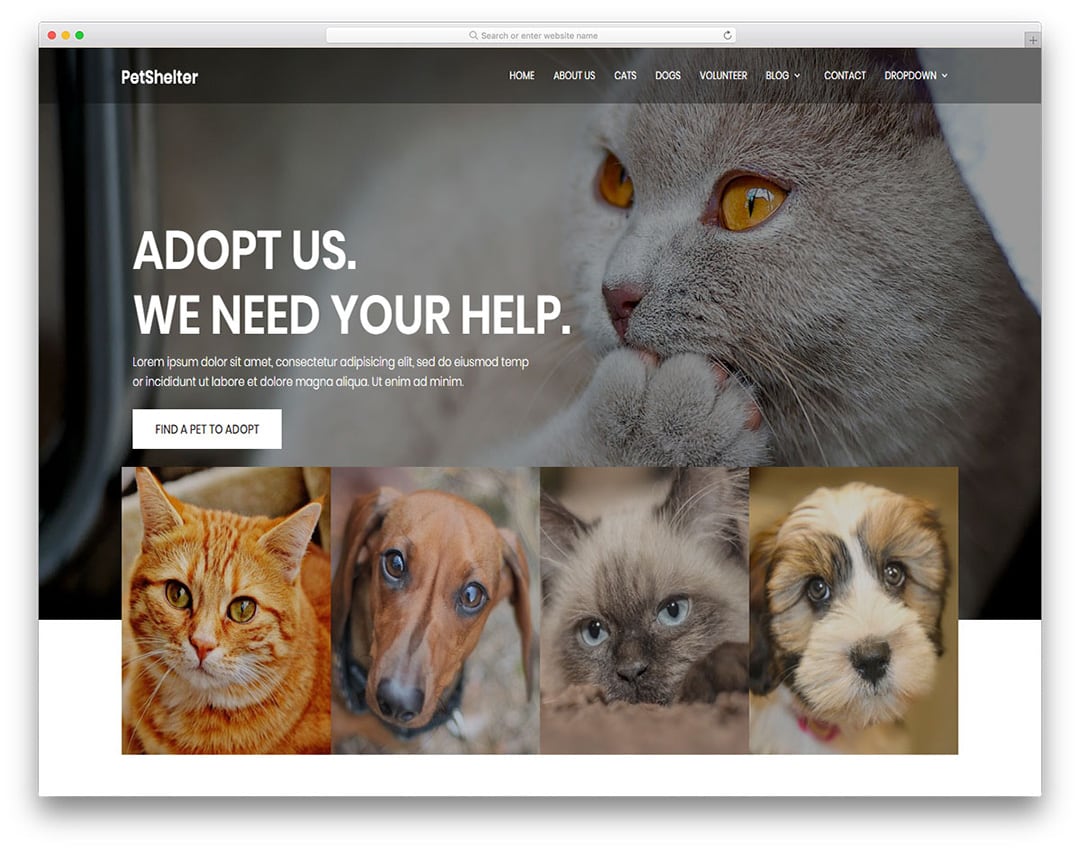 Animal Shelter   Free Website Template for Pet Adoption Services